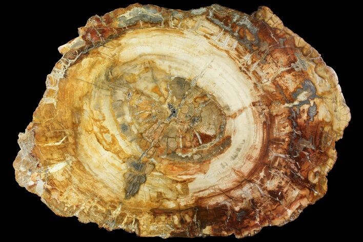 Petrified Wood (Araucaria) Slab - Madagascar #118555